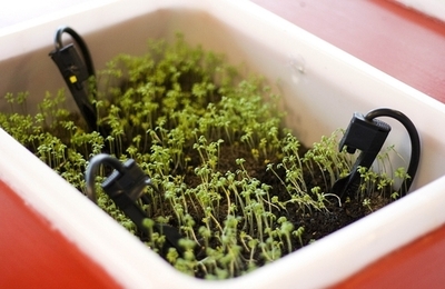 フェースブック上で「水やり」をされる植物、愛されすぎて2度死ぬ オーストラリア