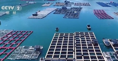 中国福建省の「洋上牧場」捕獲期を迎え 100万匹のハタが出荷