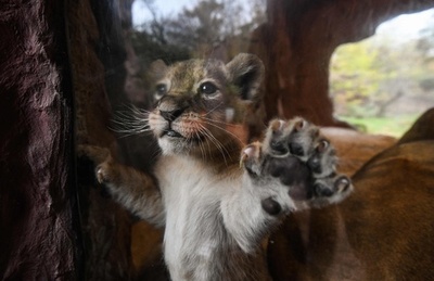 【今日の1枚】人待ち顔のライオンの赤ちゃん ドイツ
