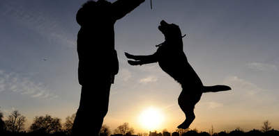 DNAでイヌのふん対策、英ロンドン