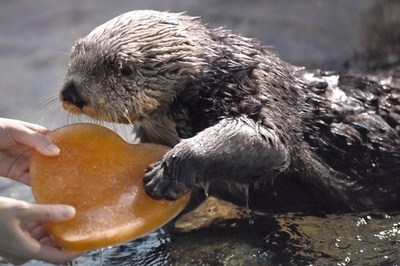 ラッコの「ユータン」にハート形の氷、八景島シーパラダイス
