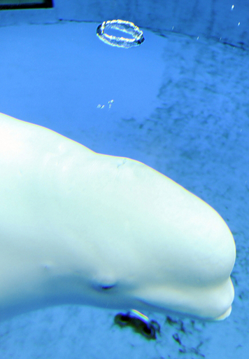 シロイルカの見事なバブルリング、八景島シーパラダイス