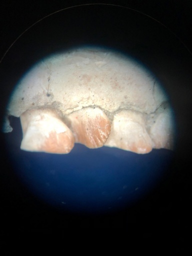 恐竜の歯のエナメル層で波紋構造を発見 吉林大