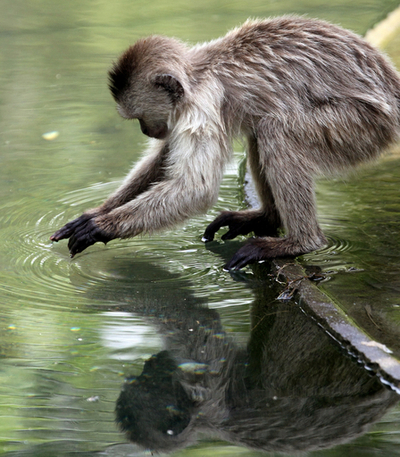 動物公園のサルの日常、ベネズエラ
