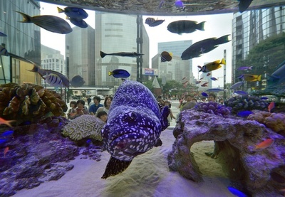銀座に沖縄の海「ソニーアクアリウム」