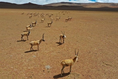 ココシリのチベットカモシカの大移動が終了、2018年比338頭増加