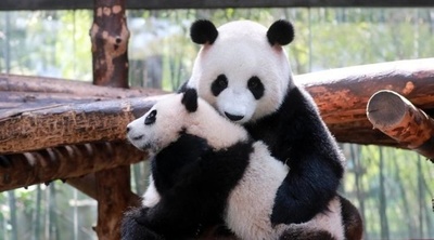 生後6か月のパンダ、観客の前に初登場 上海の動物園