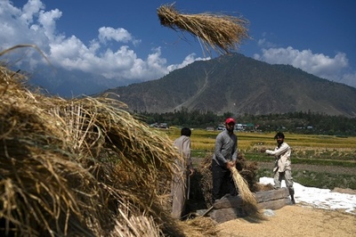 山麓の田んぼで米の収穫、インド