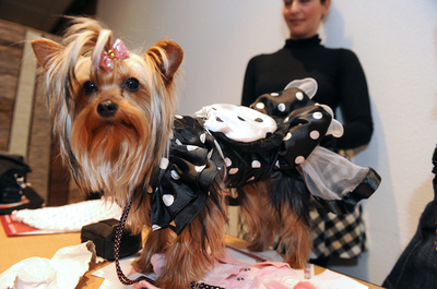 わんこが「キャットウォーク」に登場、犬の既製服大会 フランス