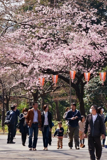 東京都心で桜開花、観測史上タイの早さ