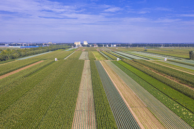 韓国市場に出回るキムチ 50%以上は中国青島産
