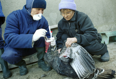 高病原性鳥インフルエンザ、ルーマニアのドナウ・デルタでも検出