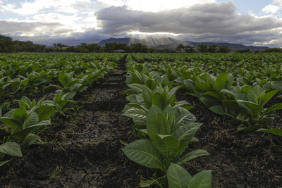 75％の水で育つ作物、遺伝子組み換えで開発 研究