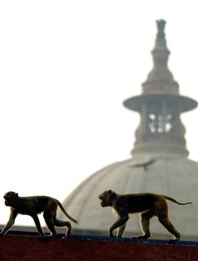 サルの首都侵略に、議員らが対策要請 - インド