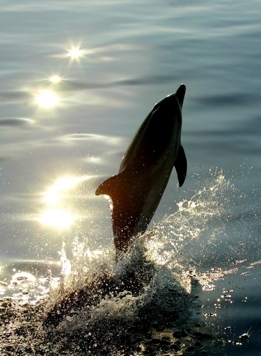 イルカにも方言？ - アイルランド