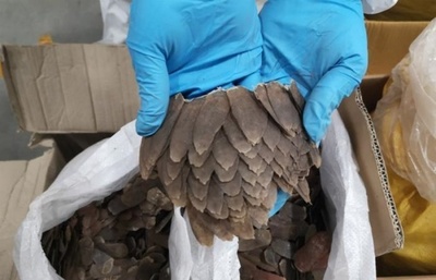 センザンコウ820キロの密輸を取り締まり、中国