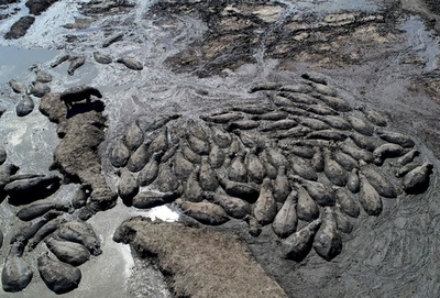 カバの群れ、泥にはまって命の危機 干ばつのボツワナ