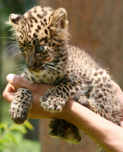 生後40日のヒョウの子供、インド東部で保護