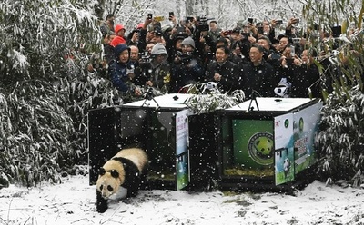 四川省で「パンダ志」が初出版 科学史における発見から150年