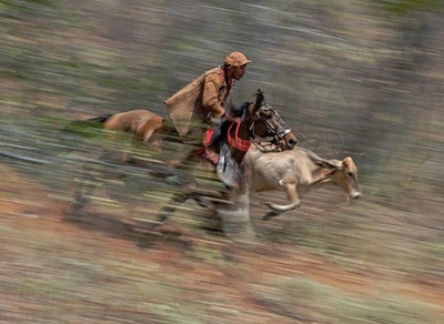 雄牛を追ってひもを奪え！ ブラジル・カウボーイの伝統競技