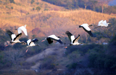 トキの「精密な」V字型飛行を解明、国際研究