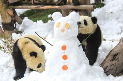 雪のプレゼントに大喜びのパンダ 中国