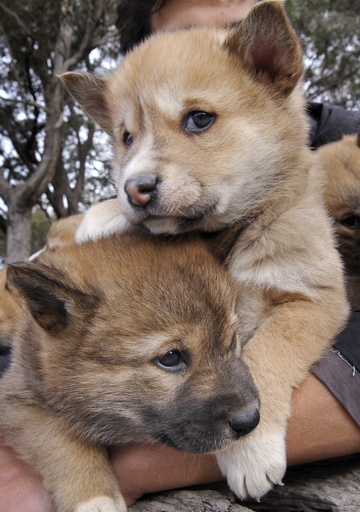 子犬と思いきやディンゴ 珍しい純血種見つかる 豪 写真4枚 国際ニュース Afpbb News 子犬と思いきやディンゴ 珍しい純血種見つかる 豪 写真4枚 国際ニュース Afpbb News