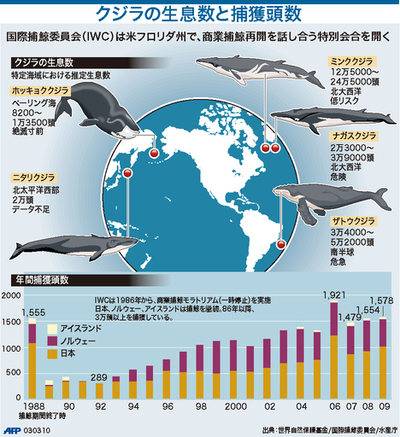 【図解】クジラの生息数と捕獲頭数