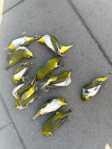 北京市 渡り鳥がビルのガラス壁面に衝突し死亡