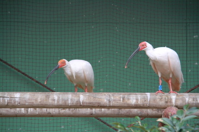 「吉祥の鳥」トキ、中国が日本に贈呈