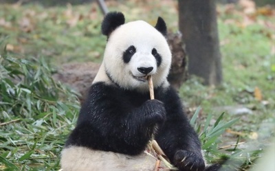 伝説のパンダ「英英」死ぬ 「シャンシャン」の母方の祖母 