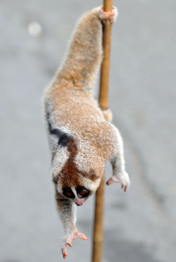 インドネシアの露店で売られるスローロリス