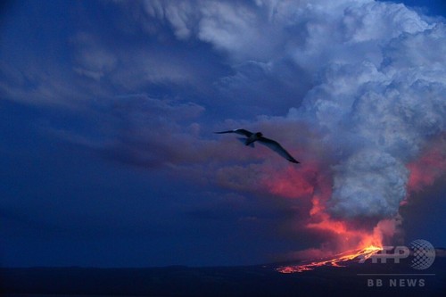 ガラパゴス諸島で火山噴火 ピンクイグアナ生息地脅かす恐れ 写真3枚 ファッション ニュースならmode Press Powered By Afpbb News