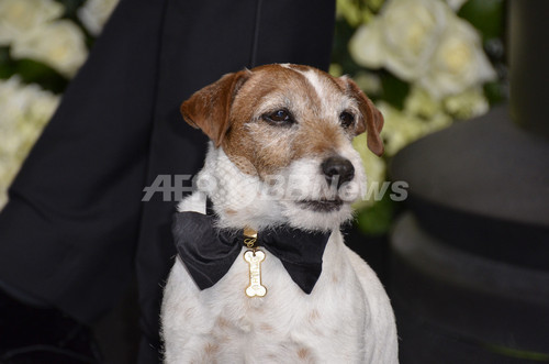 『アーティスト』のスター犬アギー、俳優引退へ 『アーティスト』のスター犬アギー、俳優引退へ