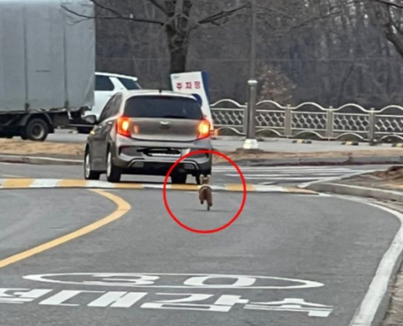 車を追いかける黄色いダウンを着たプードルの子犬（韓国のオンラインコミュニティ）(c)MONEYTODAY