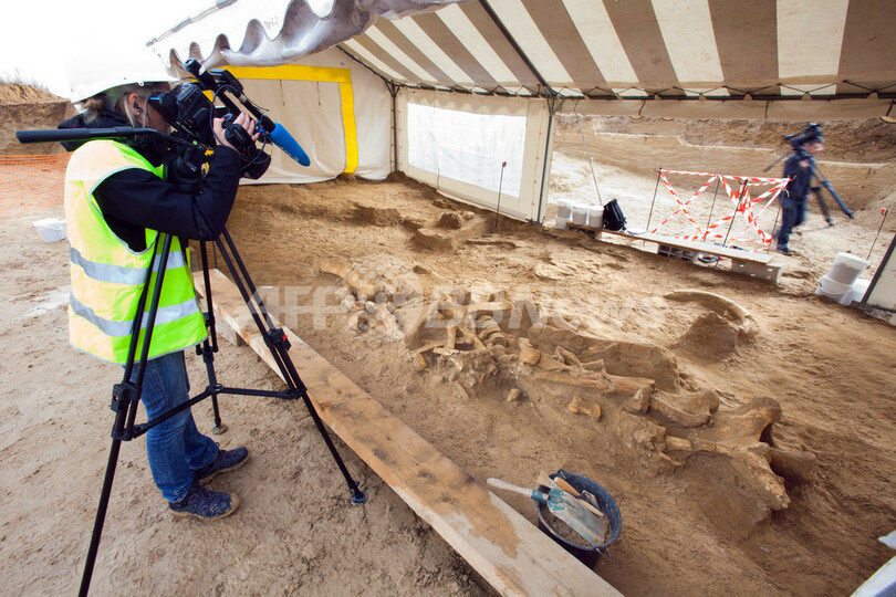 ほぼ完全なマンモスの骨格、仏パリ近郊で発掘