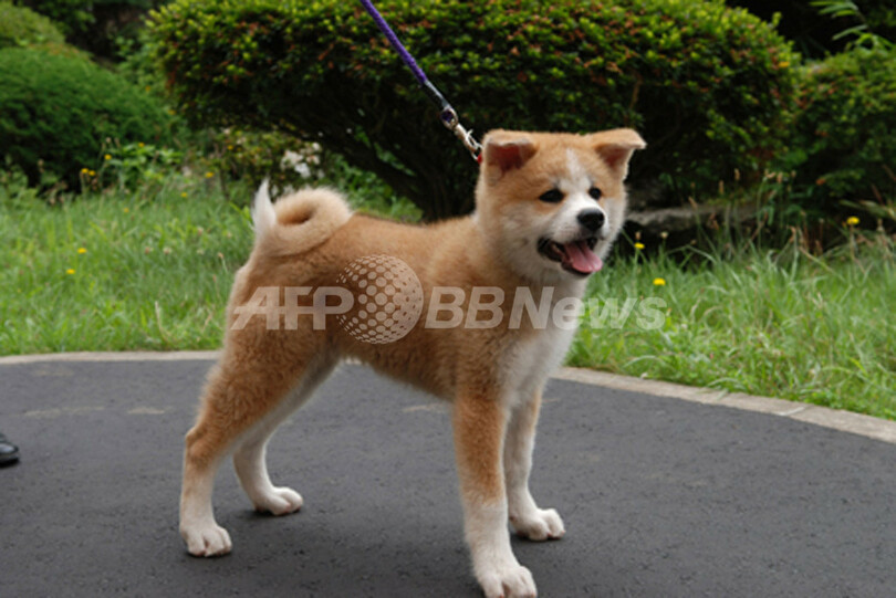 プーチン露大統領に贈呈、秋田犬「ゆめ」の写真公開