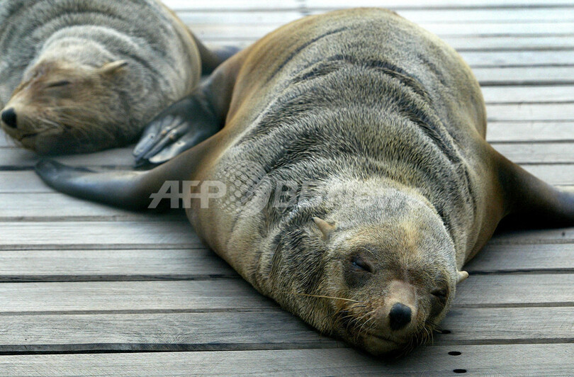 片側の脳だけ眠るオットセイ 誘発物質特定で不眠治療に光 写真1枚 国際ニュース Afpbb News