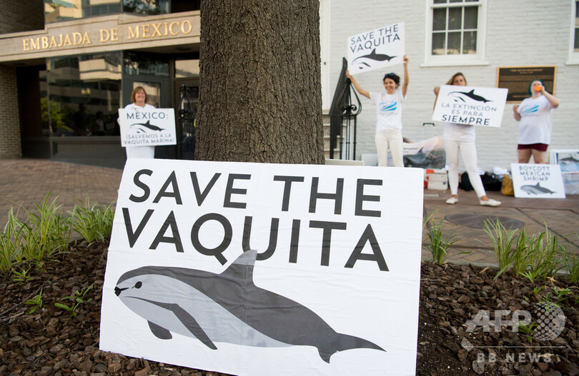 絶滅危惧種の最小イルカ、メキシコ沖で6頭確認 「希望は失われていない」