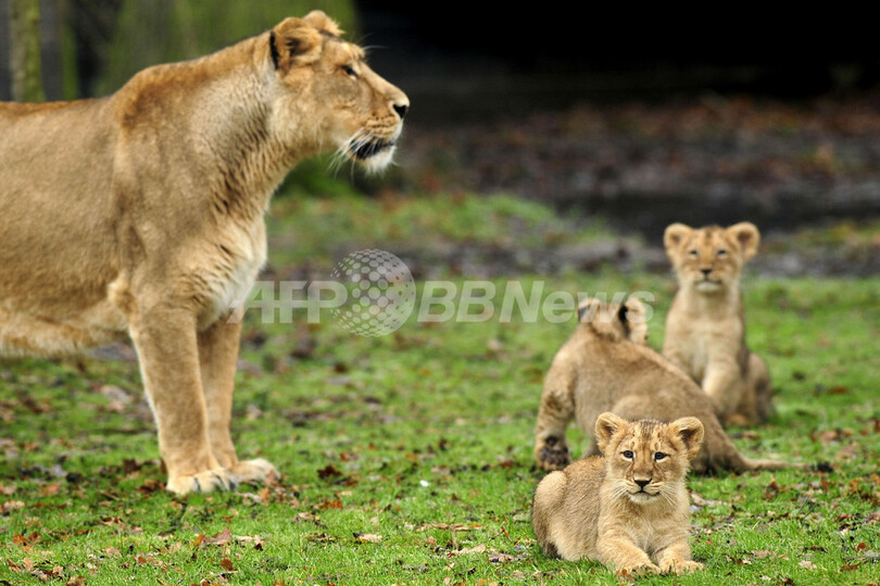 ベルギーの動物園で、インドライオンの赤ちゃんがお披露目