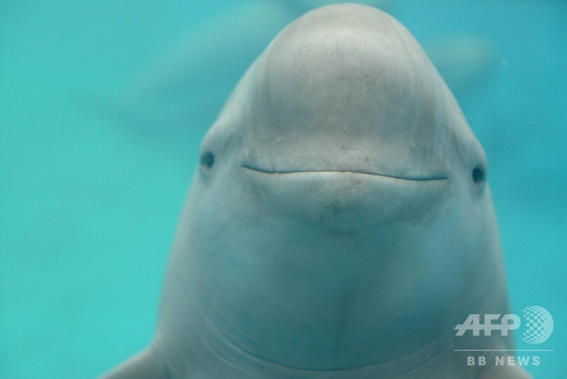 長江スナメリの数は安定傾向 生態系保護進む