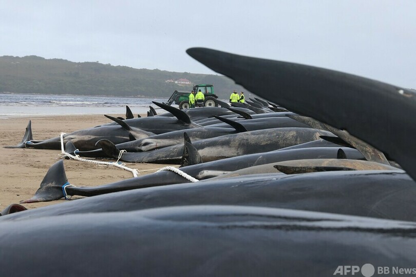 生き残ったクジラの救助続く 約200頭死んだ豪州の浜辺