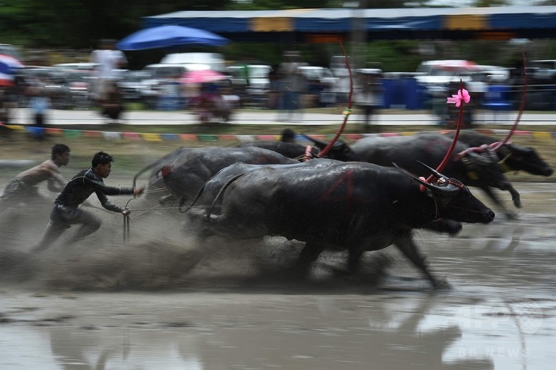泥まみれで疾走 田んぼでの水牛レース開催 タイ チョンブリ 写真14枚 国際ニュース Afpbb News
