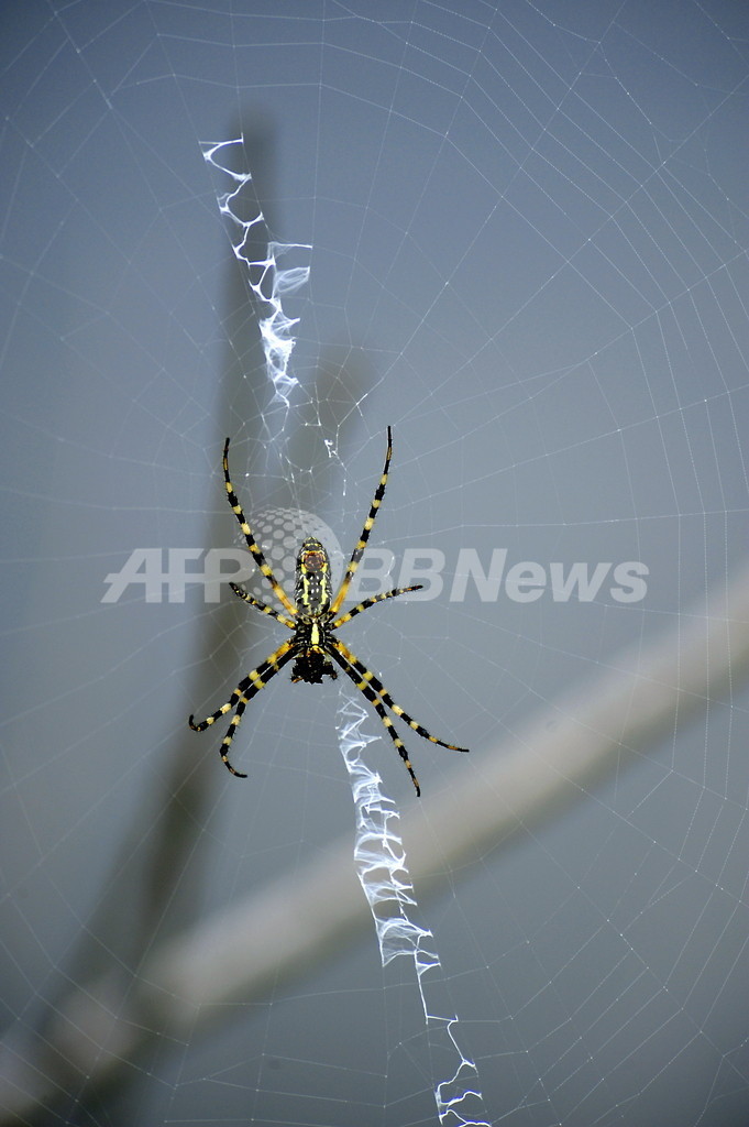 性的共食いを行うコガネグモ、その理由とは?研究 性的共食いを行うコガネグモ、その理由とは?研究