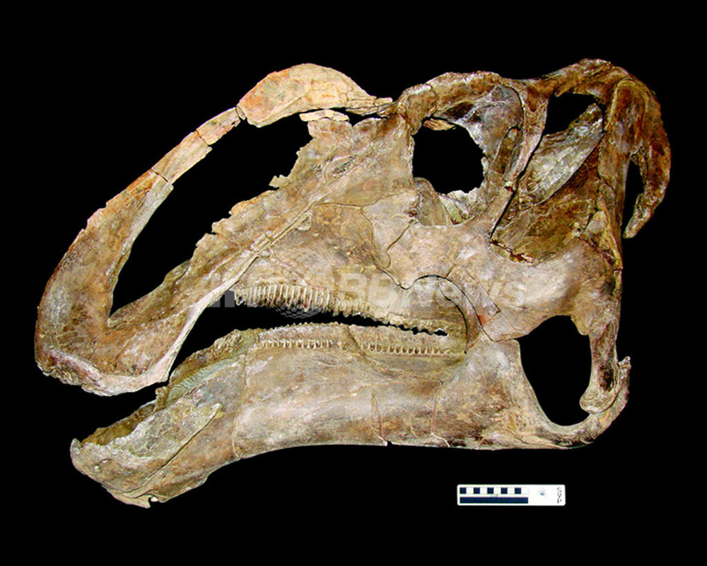 カモのようにとがったあごを持つ新種恐竜の化石を発見 写真3枚 国際ニュース Afpbb News