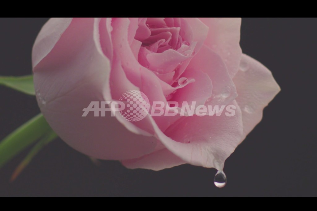 赤い口紅の力で人生は変わる、「クレ・ド・ポー ボーテ ルージュアレーブル」の動画に注目