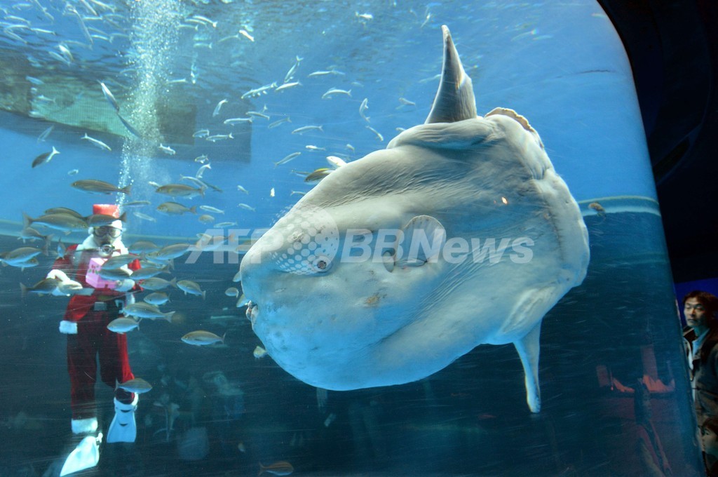 横浜 八景島シーパラダイスのクリスマス 国際ニュース Afpbb News