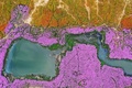 馬蘭花海公園に広がる花の海（2020年11月6日撮影）。(c)CNS/劉占昆