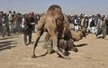 アフガニスタン北部のマザリシャリフ（Mazar-i Sharif）で22日、ウシではなくヒツジやラクダを闘わせる催しが開かれた。

　アフガニスタン暦で元日にあたる21日からマザリシャリフで開催されている祝祭には、アフガニスタン全土から大勢の人びとが集まっている。闘牛ならぬ「闘羊」や「闘ラクダ」も、新年の訪れを祝う伝統行事の1つだ。

　春分の日の21日を新年の祭日とするノールーズは、トルコやイラン、イラク、中央アジアやアゼルバイジャンなど、世界各地で幅広く祝われている（2011年3月22日撮影）。(c)AFP/Massoud HOSSAINI 

&lt;a href=&quot;http://www.youtube.com/user/afpbbnews#p/a/u/3/34LbTaHRgvQ&quot; target=&quot;_blank&quot;&gt;&lt;b&gt;【動画】「闘ラクダ」の映像（YouTube/AFPBB News公式チャンネル）&lt;/b&gt;&lt;/a&gt;
