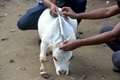 バングラデシュ・チャリグラムの農場で飼育されている体高51センチの牛「ラニ」（2021年7月6日撮影）。(c)Munir Uz zaman / AFP